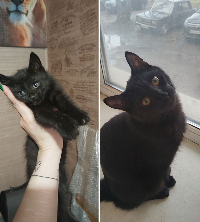 Black kitten held in hand and grown black cat sitting by a window showcasing cat grows then and now comparison.