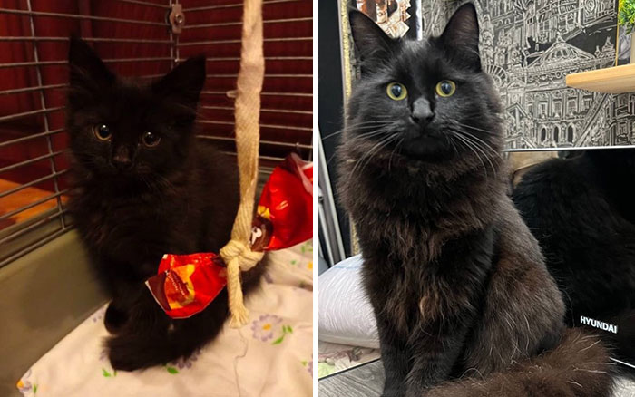 Black kitten and grown cat shown side by side, illustrating cat grows and transformation over time.