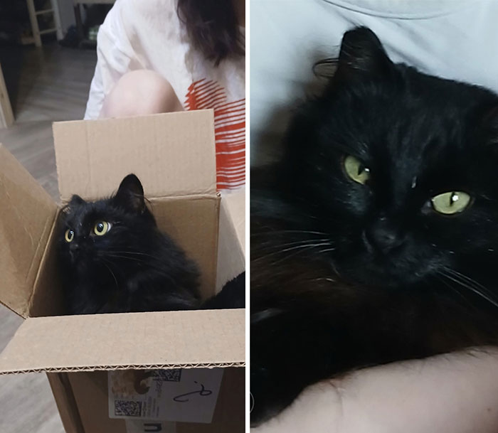 Black cat with green eyes growing from a kitten in a cardboard box to a relaxed adult cat on a person's arm.
