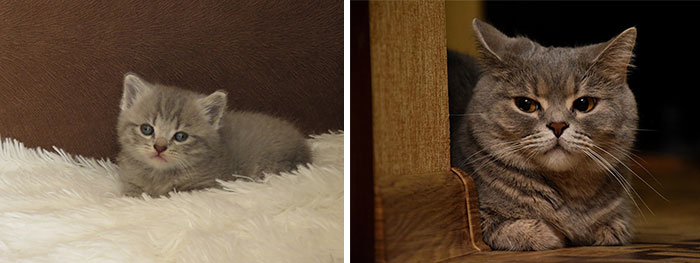 Side-by-side photos showing cat grows from small gray kitten on a white blanket to full-grown cat resting by a wooden surface.