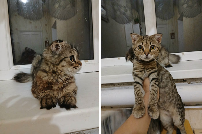 Tabby cat grows from fluffy kitten to sleek adult with distinctive stripes in heartwarming then and now photos.
