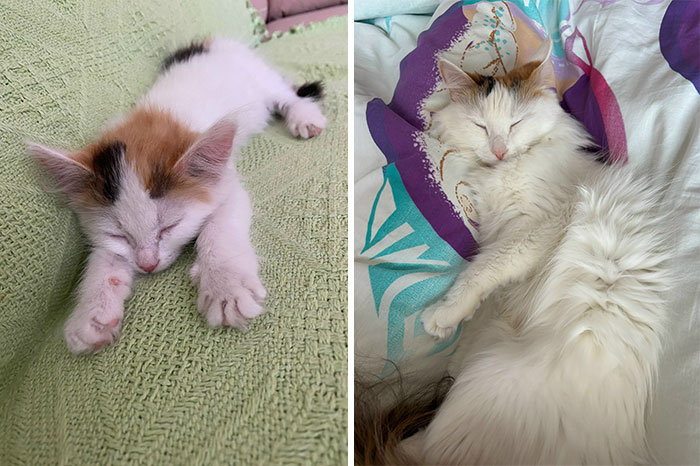 Side-by-side photos showing the cat grows from a small kitten to a fluffy adult cat sleeping peacefully.