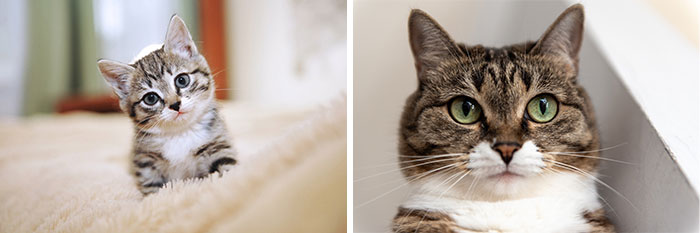 Side-by-side photos showing cat grows from small kitten with blue eyes to adult cat with green eyes indoors.