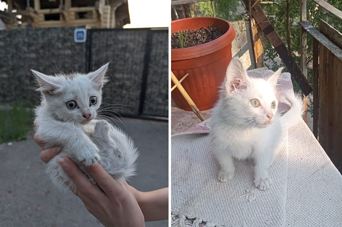Kitten held in hands then grown cat standing on a table, showcasing cat grows transformation in natural light.