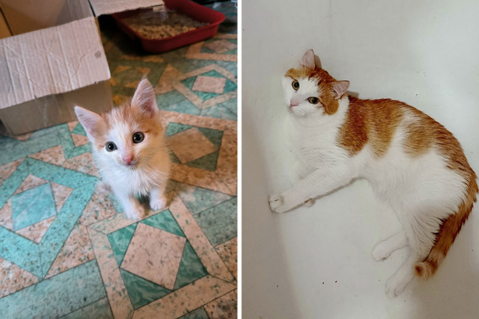 Side-by-side photos showing a kitten and the same cat grown up, illustrating cat grows transformation.