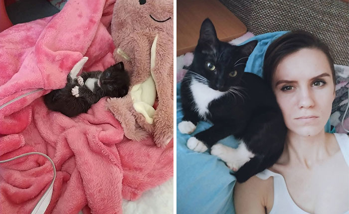 Side-by-side photos showing cat grows from a tiny kitten resting on a pink blanket to an adult cat with a person.