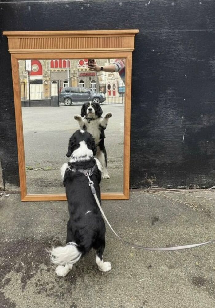 Black and white dog standing on hind legs looking at its reflection in a large wooden framed mirror outdoors.
