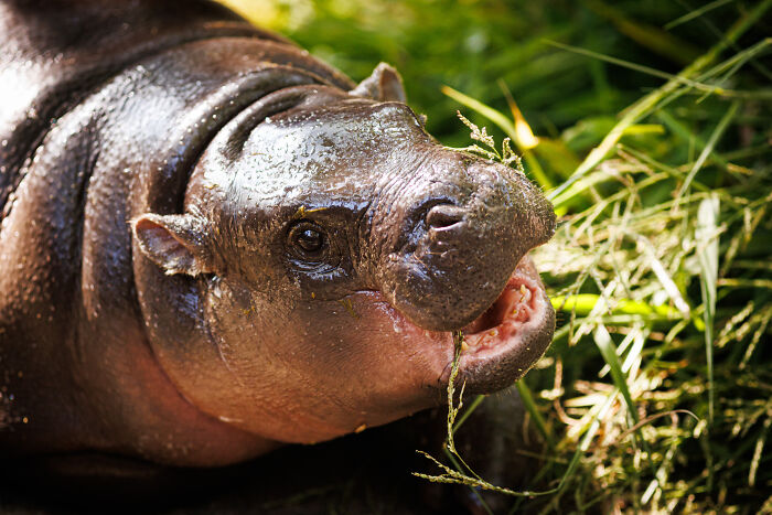 Close-up of a baby hippo chewing grass in natural light, highlighting unexpected pop culture moments in 2024.