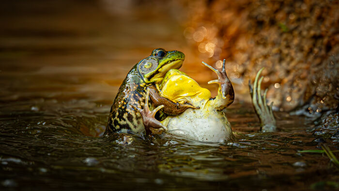 Two frogs in water with one appearing to hug the other, showcasing a moment of wildlife comedy from Nikon Comedy Wildlife Awards.