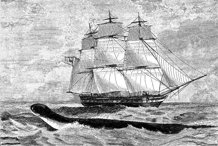 Vintage illustration of a sailing ship near a giant sea creature, depicting weird and fascinating things in the ocean.