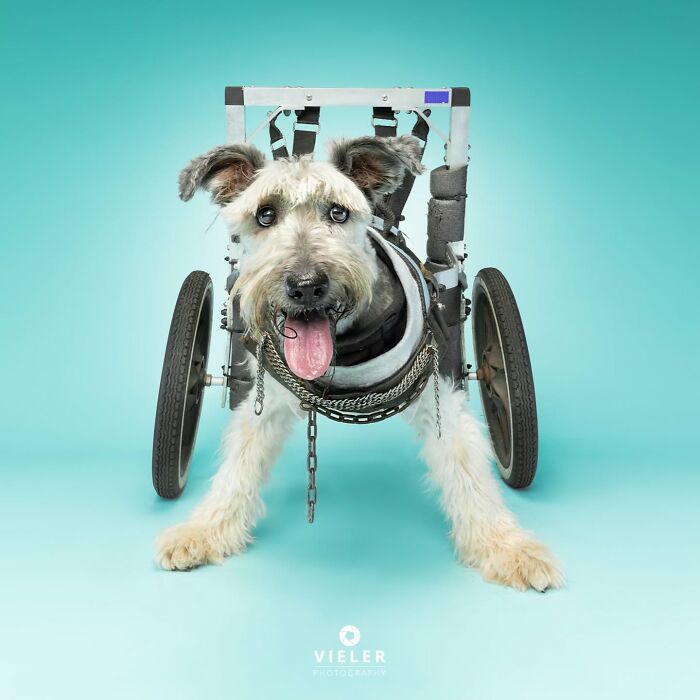 Happy dog with disabilities using a wheelchair, showing resilience and joy against a light blue background.