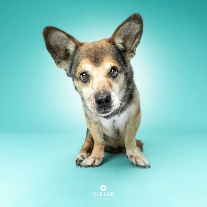 Small dog with disabilities sitting on a turquoise background, looking directly at the camera with soulful eyes.