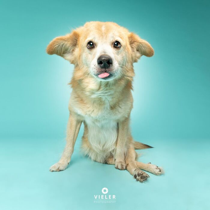 Light brown dog with disabilities sitting on turquoise background looking at the camera with tongue slightly out