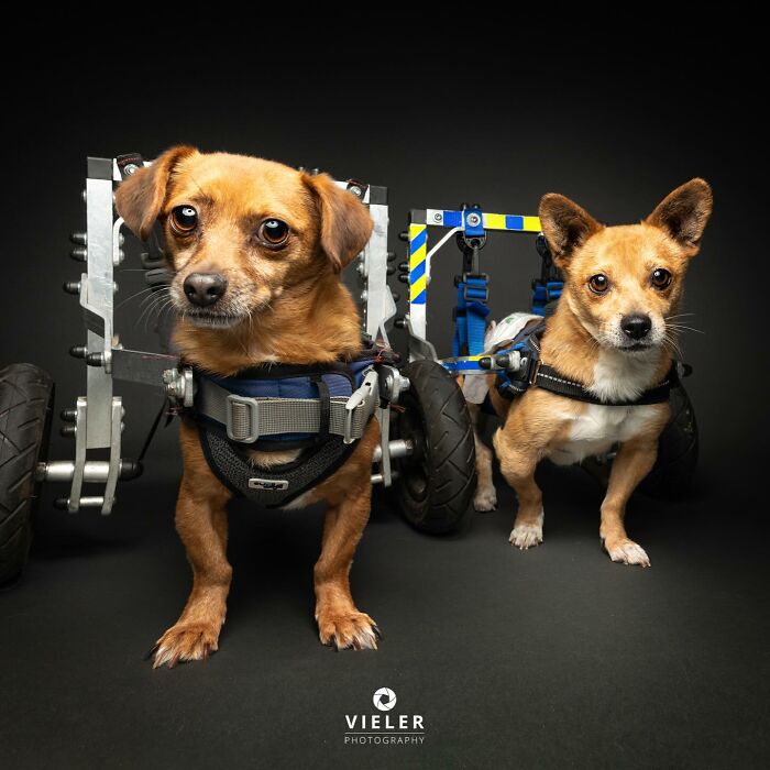 Two small dogs with disabilities using customized wheelchairs to assist their mobility against a dark background.