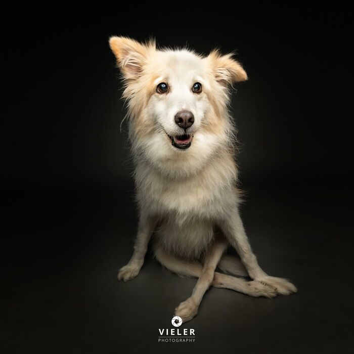 Smiling dog with disabilities sitting on a dark background, showcasing resilience and heartwarming spirit in a professional portrait.