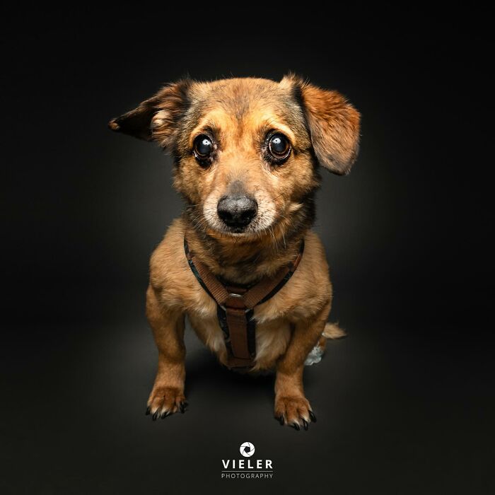 Small brown dog with big eyes wearing a harness, representing dogs with disabilities in a dark studio setting