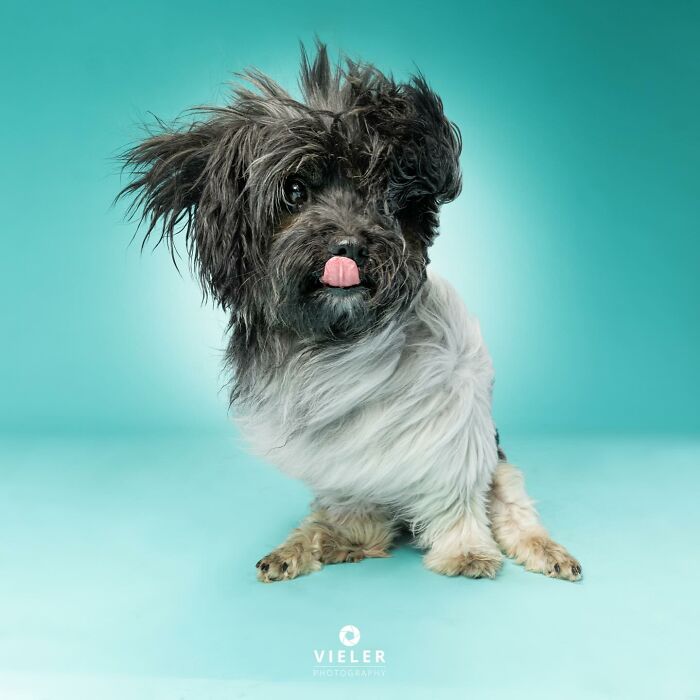Small disabled dog with one eye and curly fur sitting against a teal background, showing resilience and charm.