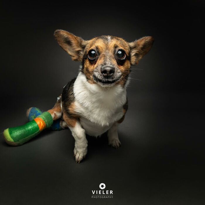 Small dog with a colorful leg cast looking up with large eyes, representing dogs with disabilities and resilience.