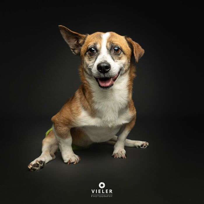 Happy dog with disabilities sitting on a dark background, showing resilience and charm in a heartfelt portrait.