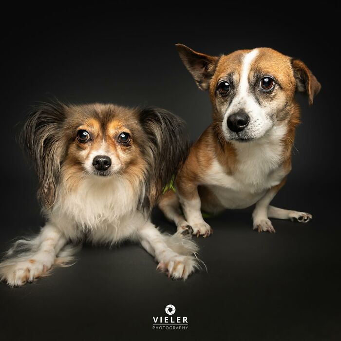 Two dogs with disabilities posing together against a dark background, showcasing their unique and loving nature.