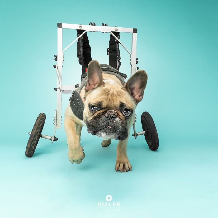 French bulldog using a dog wheelchair with disabilities standing on a turquoise background.