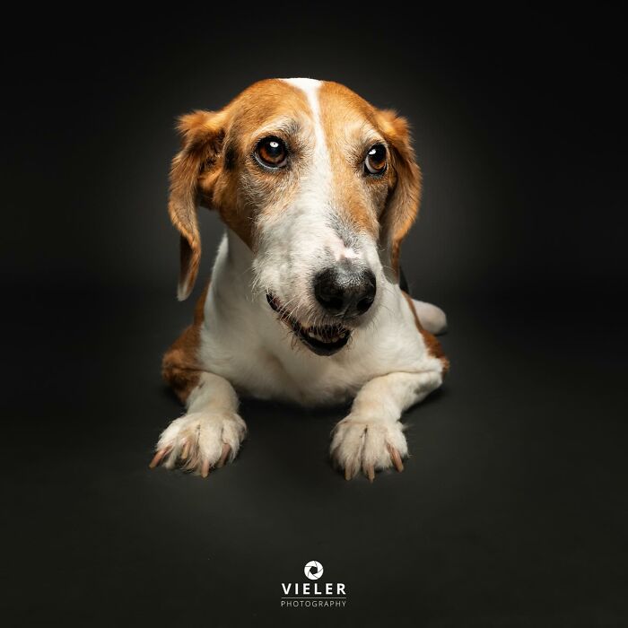 Close-up of a disabled dog lying down with expressive eyes, showcasing the resilience of dogs with disabilities