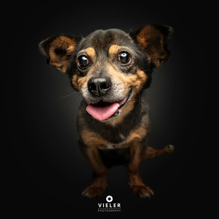 Small disabled dog with one eye and a happy expression, showcasing the spirit of dogs with disabilities.