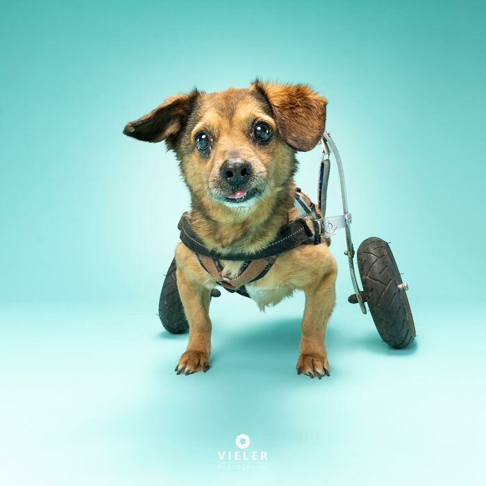 Small dog with disabilities using a wheelchair device for mobility on a light blue background