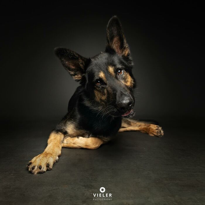 German Shepherd with a missing front leg laying on dark floor, showcasing dogs with disabilities in a studio setting.