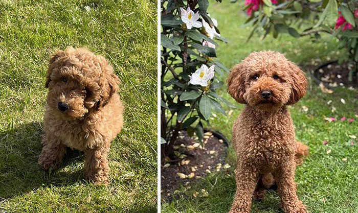 Side-by-side first and latest photos of a curly brown dog sitting on grass with flowers around in the latest photo