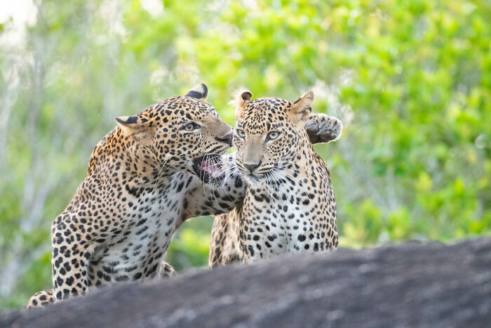 Two leopards interacting humorously in the wild, showcasing comedy wildlife captured by Nikon Comedy Wildlife Awards finalists.