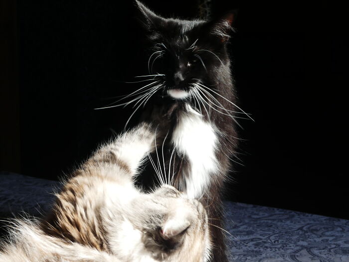 Fräulein Smilla And Nini (Ninotschka)