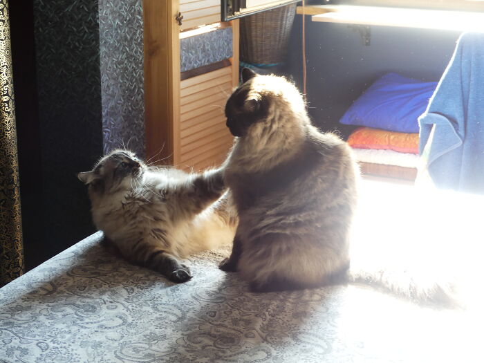 Nini (Ninotschka) And Toffee