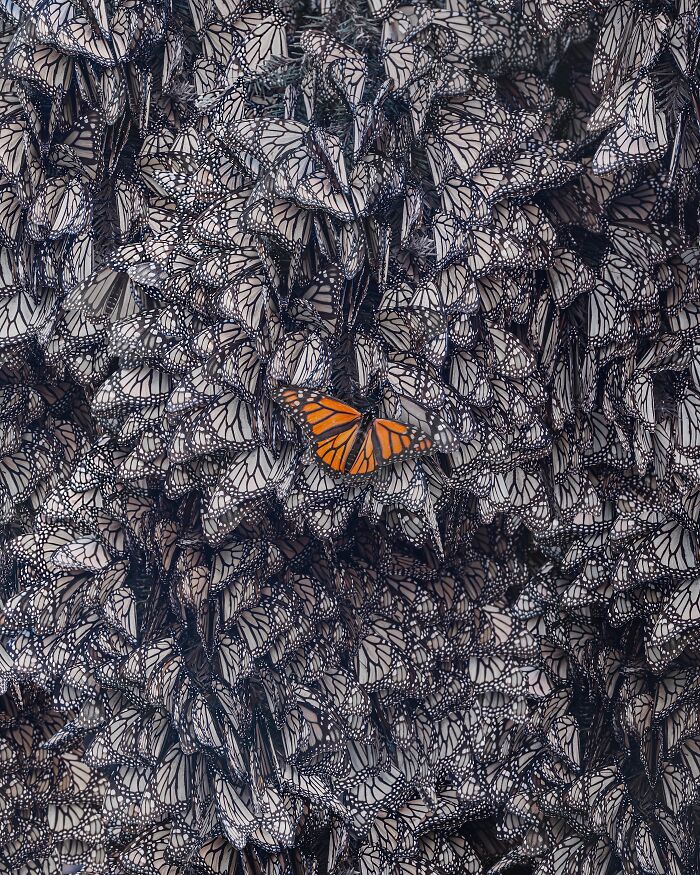 I Spent Several Days Among Hundreds Of Thousands Of These Beautiful Monarch Butterflies In Mexico