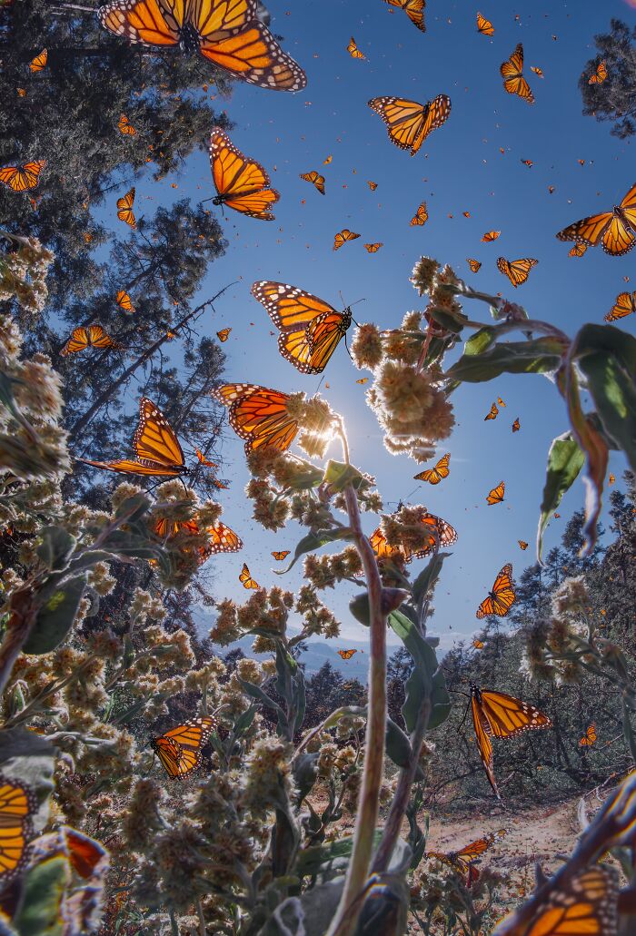 I Spent Several Days Among Hundreds Of Thousands Of These Beautiful Monarch Butterflies In Mexico