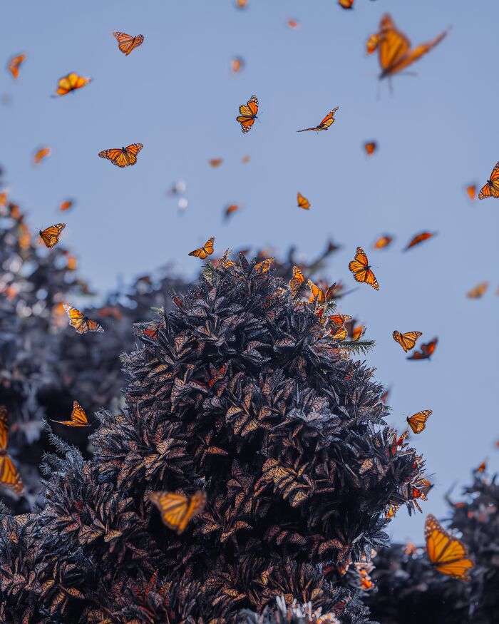 I Spent Several Days Among Hundreds Of Thousands Of These Beautiful Monarch Butterflies In Mexico