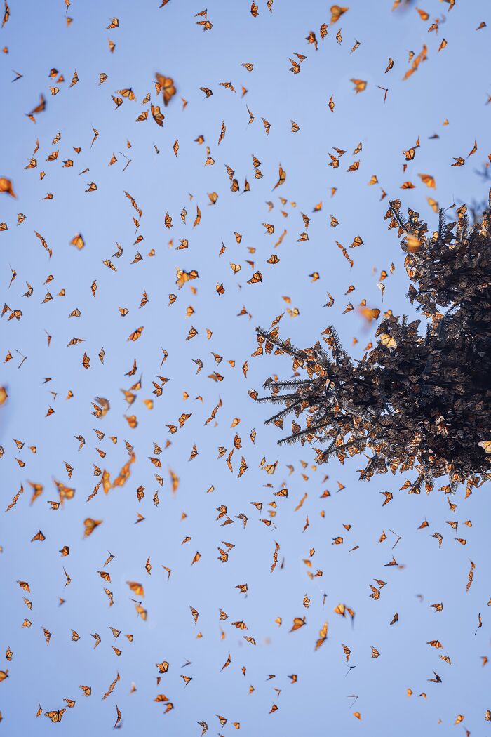 I Spent Several Days Among Hundreds Of Thousands Of These Beautiful Monarch Butterflies In Mexico