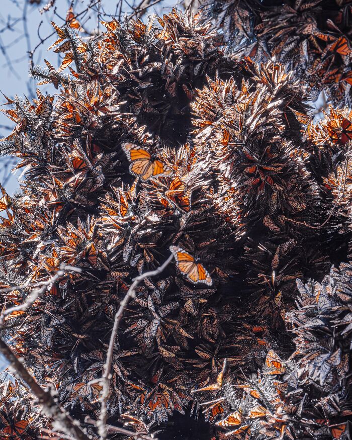I Spent Several Days Among Hundreds Of Thousands Of These Beautiful Monarch Butterflies In Mexico