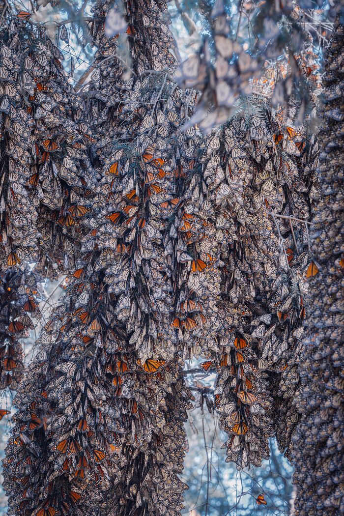 I Spent Several Days Among Hundreds Of Thousands Of These Beautiful Monarch Butterflies In Mexico