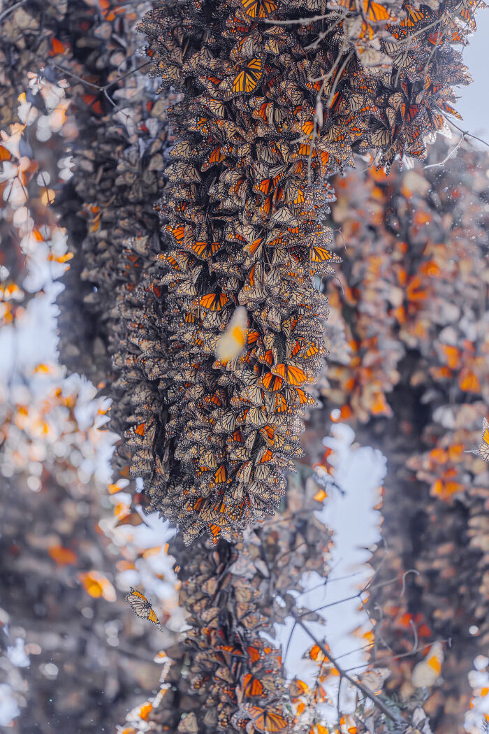I Spent Several Days Among Hundreds Of Thousands Of These Beautiful Monarch Butterflies In Mexico