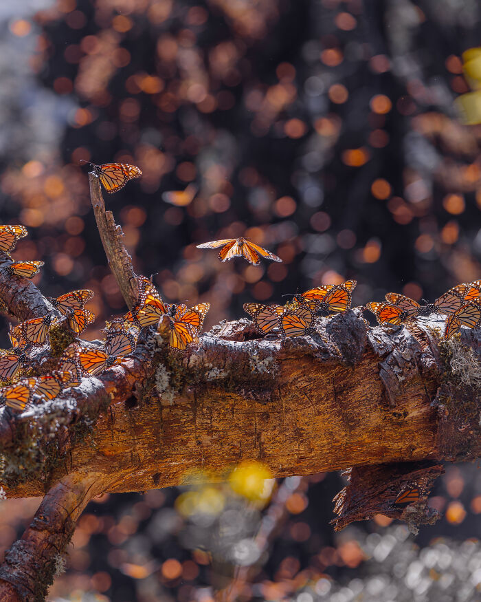 I Spent Several Days Among Hundreds Of Thousands Of These Beautiful Monarch Butterflies In Mexico