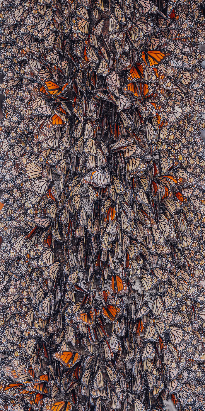 I Spent Several Days Among Hundreds Of Thousands Of These Beautiful Monarch Butterflies In Mexico