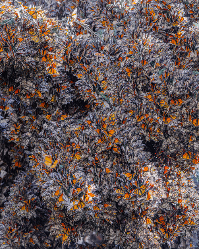 I Spent Several Days Among Hundreds Of Thousands Of These Beautiful Monarch Butterflies In Mexico