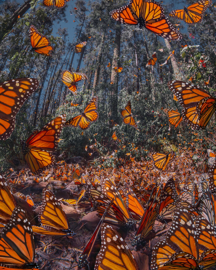 I Spent Several Days Among Hundreds Of Thousands Of These Beautiful Monarch Butterflies In Mexico