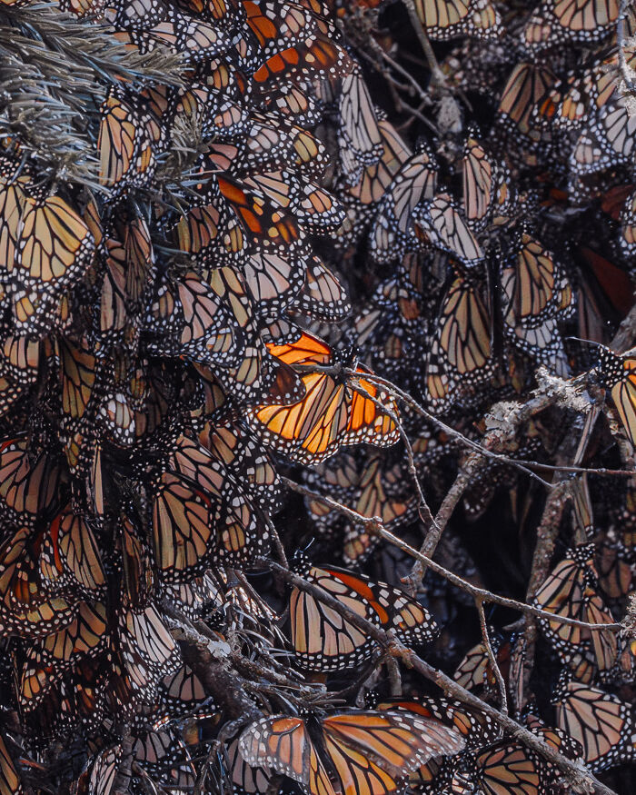 I Spent Several Days Among Hundreds Of Thousands Of These Beautiful Monarch Butterflies In Mexico