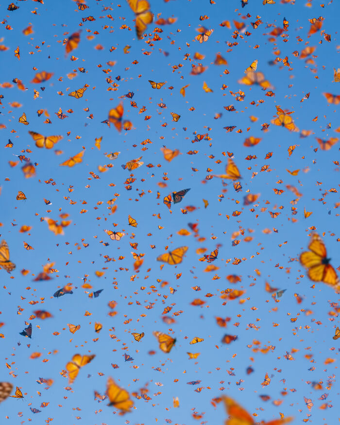 I Spent Several Days Among Hundreds Of Thousands Of These Beautiful Monarch Butterflies In Mexico
