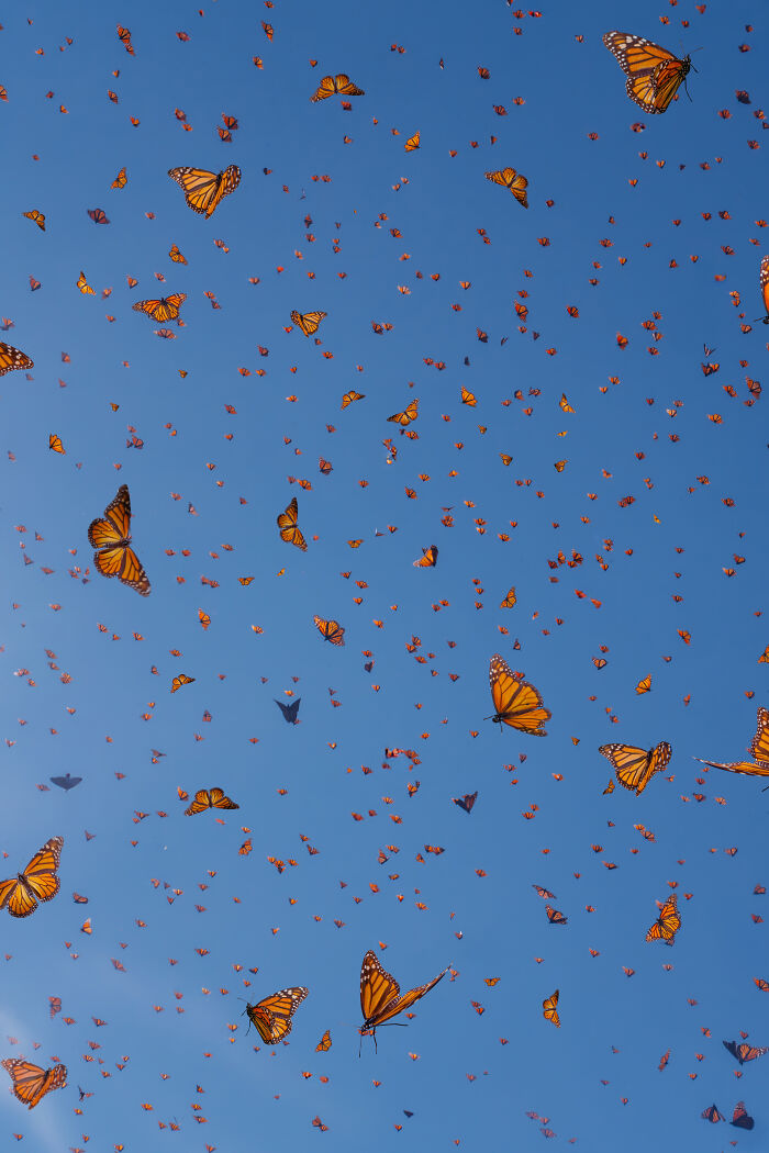 I Spent Several Days Among Hundreds Of Thousands Of These Beautiful Monarch Butterflies In Mexico