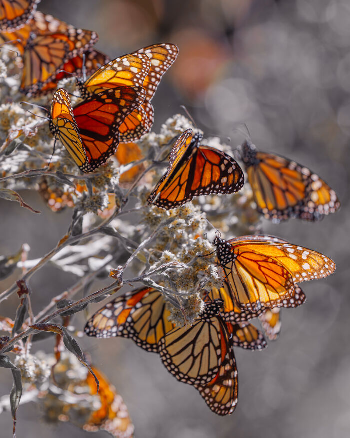 I Spent Several Days Among Hundreds Of Thousands Of These Beautiful Monarch Butterflies In Mexico