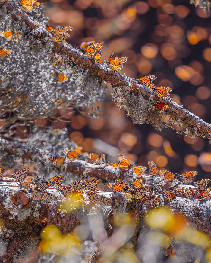 I Spent Several Days Among Hundreds Of Thousands Of These Beautiful Monarch Butterflies In Mexico