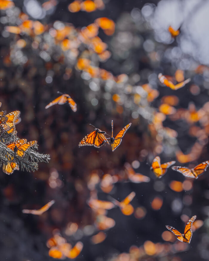 I Spent Several Days Among Hundreds Of Thousands Of These Beautiful Monarch Butterflies In Mexico